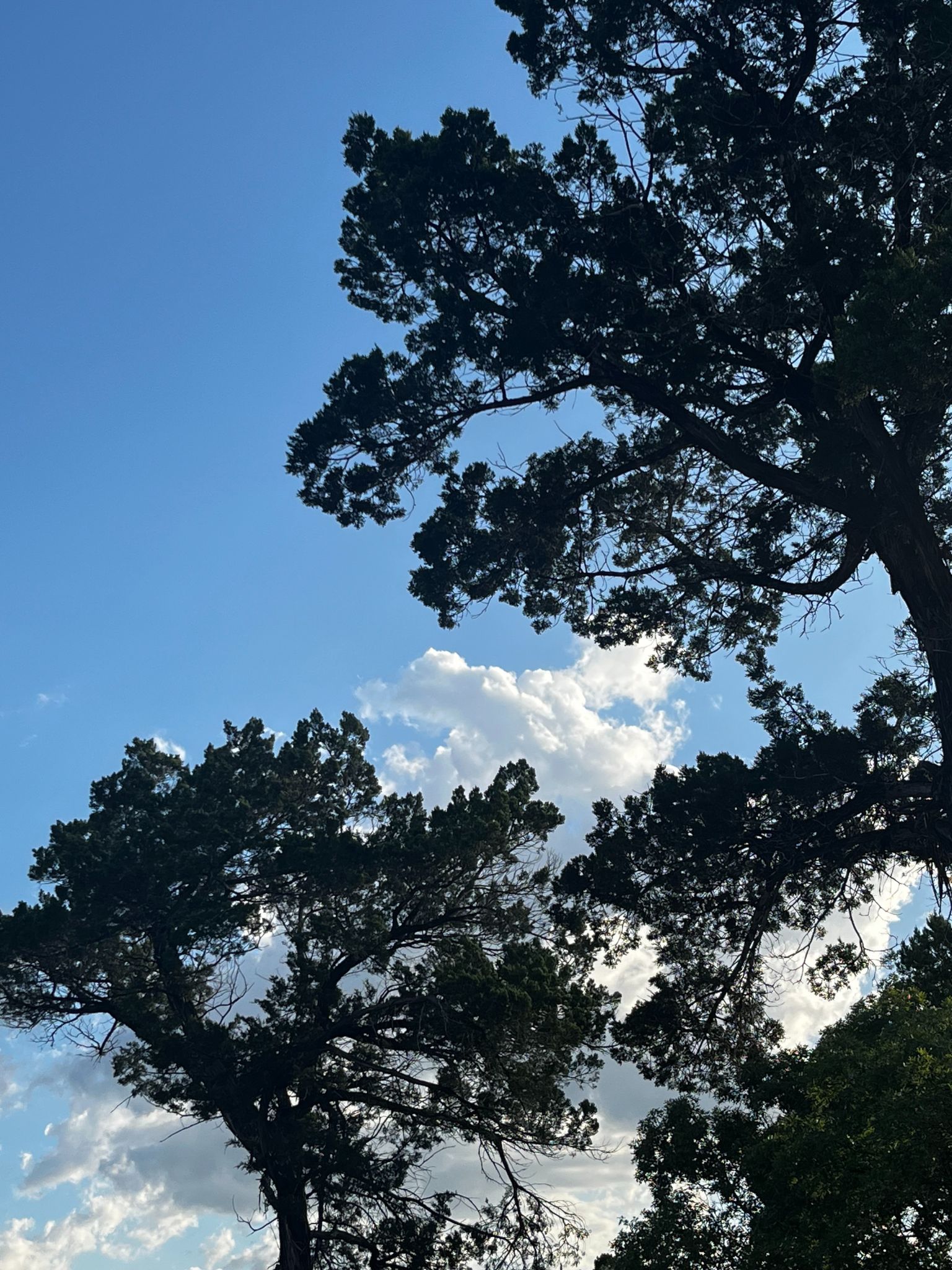 Trees and sky